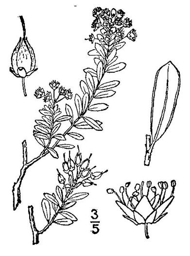 drawing of Kalmia buxifolia, Sand-myrtle, Mountain Myrtle