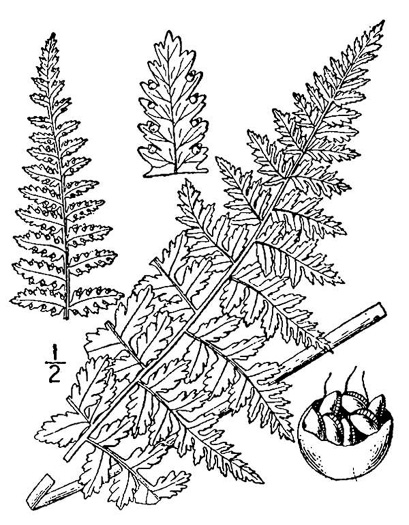 drawing of Sitobolium punctilobulum, Hay-scented Fern, Pasture Fern, Boulder Fern