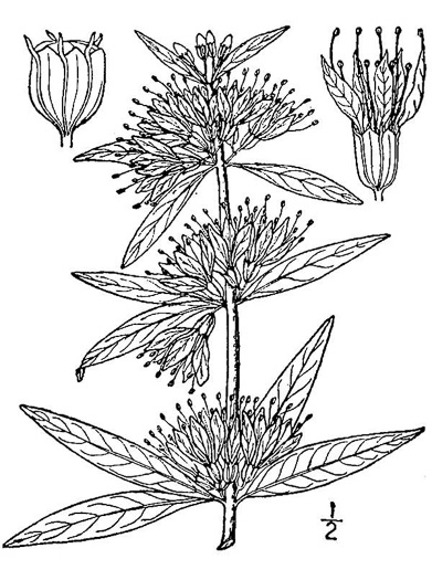 image of Decodon verticillatus, Water-oleander, Water-willow, Swamp Loosestrife, Peatweed