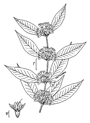 drawing of Decodon verticillatus, Water-oleander, Water-willow, Swamp Loosestrife, Peatweed