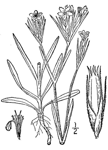 image of Dianthus armeria, Deptford Pink