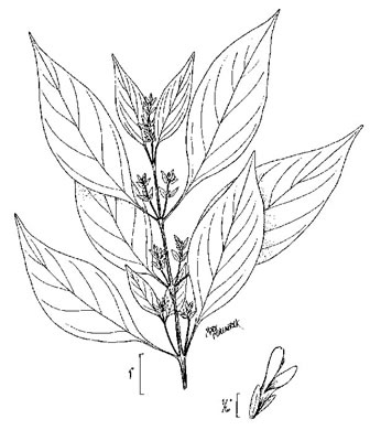 drawing of Dicliptera brachiata, Branched Foldwing, Dicliptera