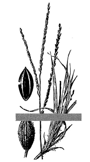 image of Digitaria filiformis var. filiformis, Slender Crabgrass