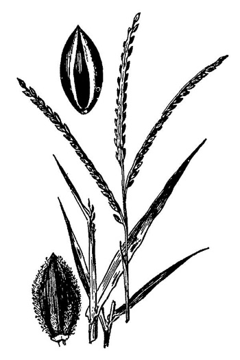 image of Digitaria ischaemum, Smooth Crabgrass