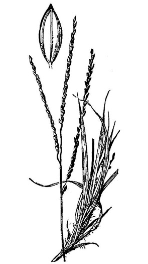 image of Digitaria filiformis var. filiformis, Slender Crabgrass