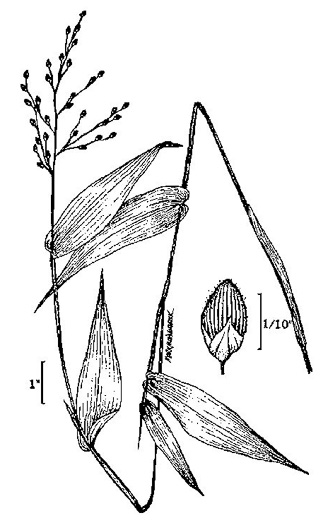 drawing of Dichanthelium latifolium, Broadleaf Rosette Grass, Broadleaf Witchgrass