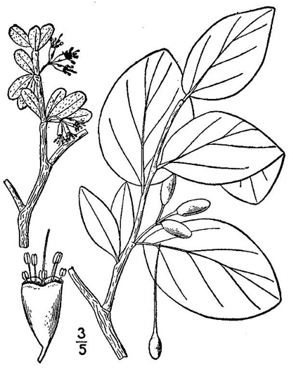 image of Dirca palustris, Eastern Leatherwood, Leatherbark, Wicopee, Rope-bark