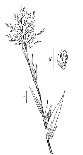 image of Dichanthelium scoparium, Velvet Witchgrass