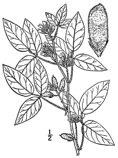 image of Rhynchosia tomentosa, Twining Snoutbean, Erect Snoutbean