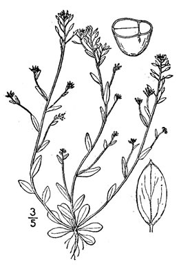 image of Abdra brachycarpa, Shortpod Draba, Short-fruited Draba