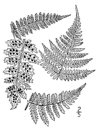 drawing of Dryopteris intermedia, Evergreen Woodfern, Fancy Fern, Intermediate Woodfern