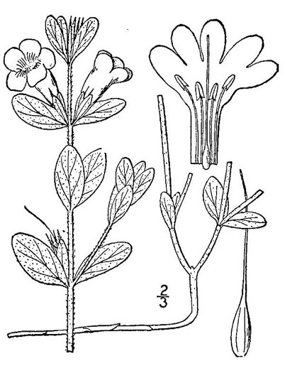 image of Dyschoriste oblongifolia, Blue Twinflower, Pineland Dyschoriste, Oblong Twinflower