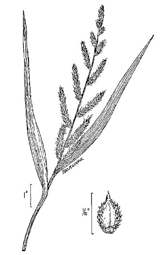 image of Echinochloa crusgalli var. crusgalli, Barnyard-grass