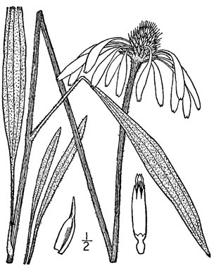 image of Echinacea pallida, Pale Purple Coneflower