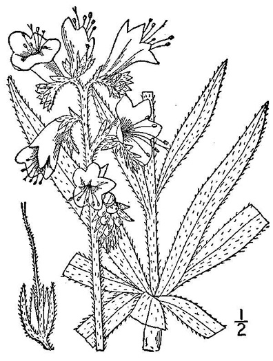 drawing of Echium vulgare, Viper's-bugloss, Blueweed