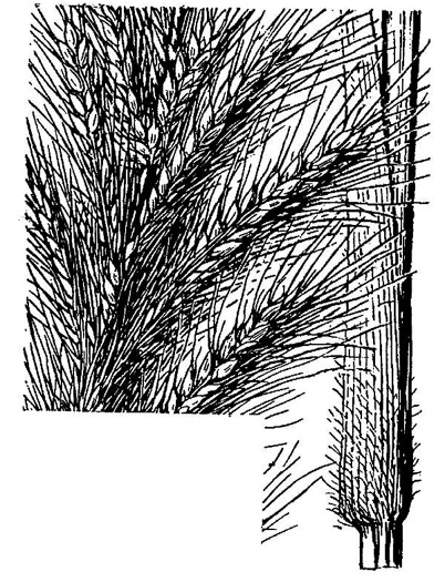 image of Echinochloa walteri, Swamp Barnyard-grass, Coast Cockspur-grass