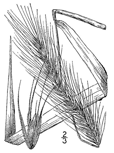 image of Elymus glabriflorus +, Southeastern Wild-rye