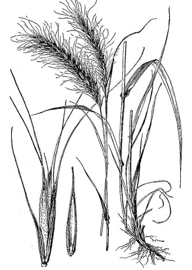 image of Elymus canadensis var. canadensis, Great Plains Wild-rye, Nodding Wild-rye, Canada Wild-rye