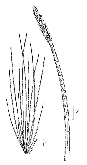 drawing of Eleocharis equisetoides, Horsetail Spikerush