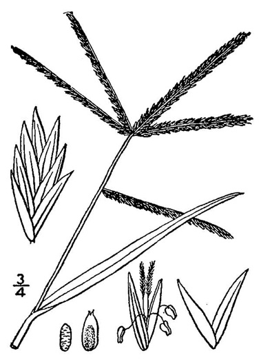 image of Eleusine indica, Goosegrass, Yard Grass, Indian Goose-grass