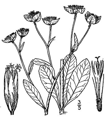 drawing of Elephantopus nudatus, Coastal Plain Elephant's Foot, Smooth Elephant's Foot, Savanna Elephant's Foot, Pineland Elephant's Foot