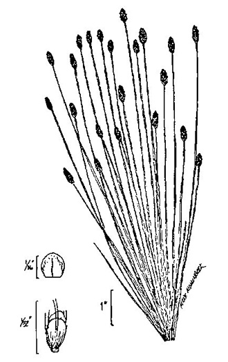 image of Eleocharis obtusa, Blunt Spikerush
