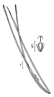 image of Eleocharis quadrangulata, Squarestem Spikerush