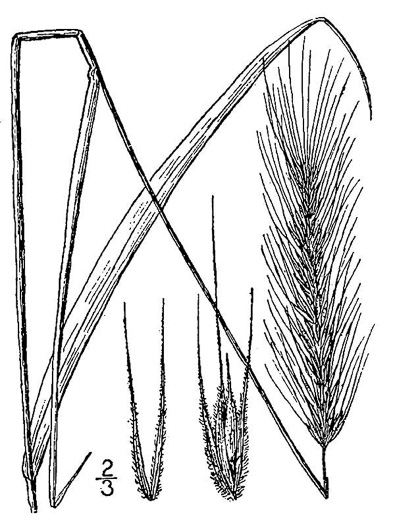 drawing of Elymus virginicus, Virginia Wild-rye, Common Eastern Wild-rye, Terrell Grass