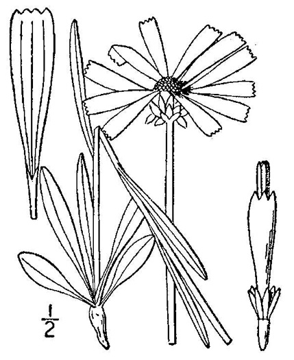 image of Balduina uniflora, Savanna Honeycomb-head, Yellow Balduina, Oneflower Honeycomb-head