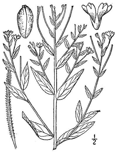 drawing of Epilobium ciliatum ssp. ciliatum, Fringed Willowherb, American Willowherb