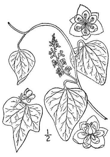 image of Nephroia carolina, Carolina Moonseed, Coralbeads, Carolina Snailseed, Red Moonseed