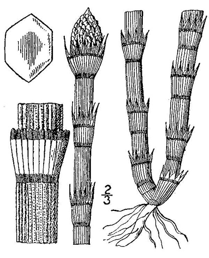drawing of Equisetum praealtum, Tall Scouring-rush, River Scouring-rush