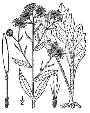 drawing of Erigeron annuus, Daisy Fleabane, Annual Fleabane