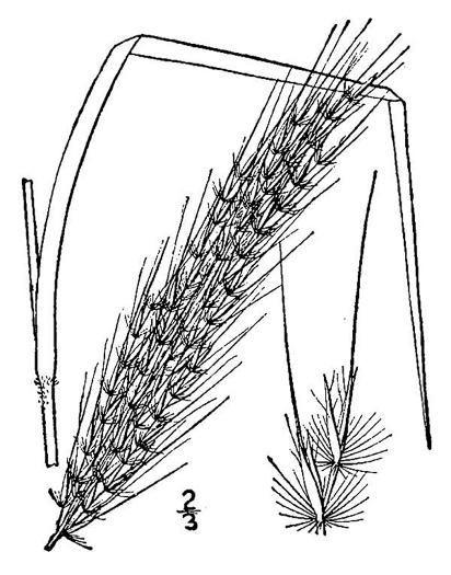 image of Erianthus brevibarbis, Short-beard Plumegrass