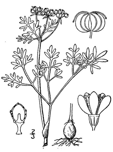 image of Erigenia bulbosa, Harbinger-of-Spring, Pepper-and-Salt, Erigenia