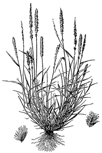 drawing of Eragrostis ciliaris var. ciliaris, gophertail lovegrass