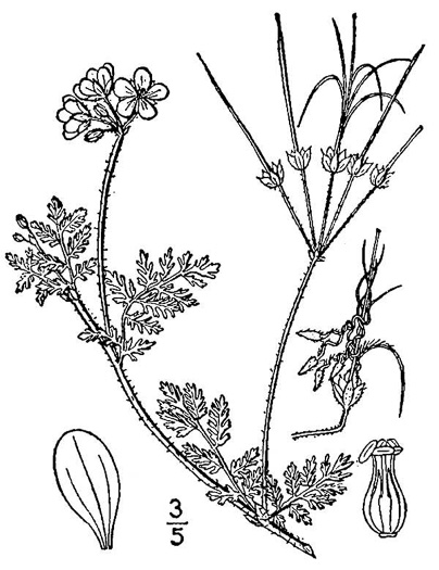 drawing of Erodium cicutarium, Common Storksbill, Redstem Storksbill, Heronsbill, Redstem Filaree