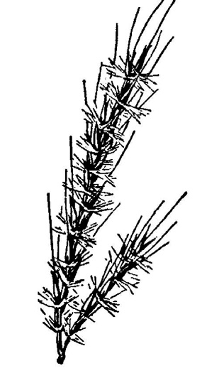 image of Erianthus coarctatus, Brown Plumegrass, Bunched Plumegrass