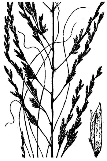 image of Eragrostis curvula, Weeping Lovegrass