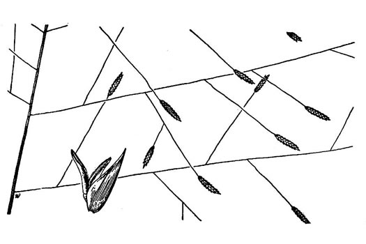 drawing of Eragrostis elliottii, Elliott's Lovegrass
