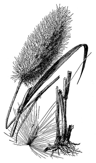 drawing of Erianthus giganteus, Sugarcane Plumegrass, Giant Plumegrass