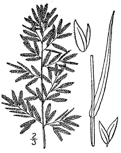 image of Eragrostis cilianensis, Stinkgrass