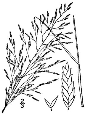 drawing of Eragrostis pilosa var. pilosa, India Lovegrass