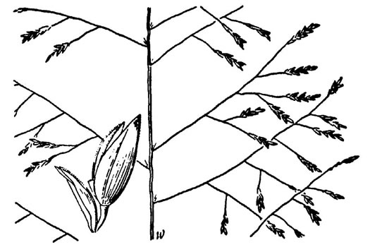 image of Eragrostis pilosa var. pilosa, India Lovegrass