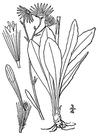 image of Erigeron vernus, Whitetop Fleabane, Savanna Daisy Fleabane, Early Whitetop Fleabane