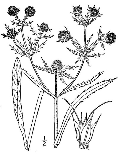 image of Eryngium aquaticum, Marsh Eryngo