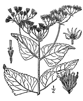 image of Conoclinium coelestinum, Mistflower, Wild Ageratum, Hardy Ageratum