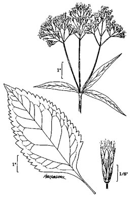 image of Eutrochium fistulosum, Hollow-stem Joe-pye-weed