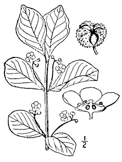 drawing of Euonymus obovatus, Running Strawberry-bush, Trailing Strawberry Bush, Trailing Wahoo
