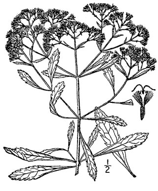 image of Eupatorium semiserratum, Threeleaf Eupatorium, Smallflower Thoroughwort, Olive Eupatorium
